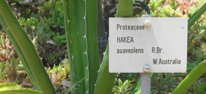 Hakea