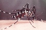 Mosquito Tigre